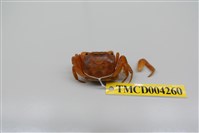 藏品(奧氏後相手蟹)的圖片